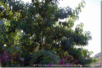 6410 Santa Brígida-Hoya Chiquita(Nogal) 6410 Santa Brígida-Hoya Chiquita(Nogal)