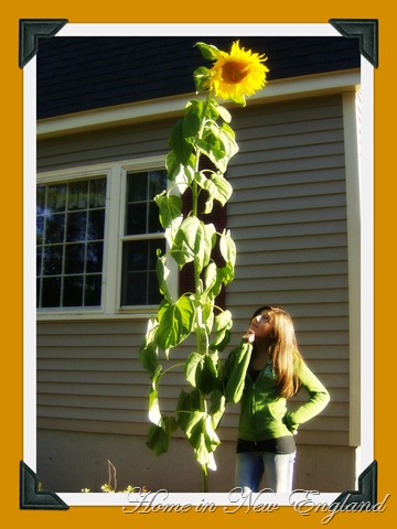 [sunflower%2520ash%255B5%255D.jpg]