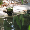 frog #2