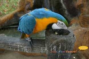 Langkawi bird paradise 19