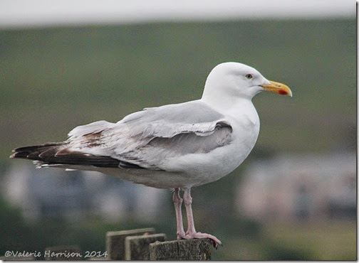 14-Herring-gull