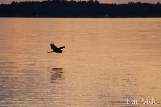 Great Blue heron on Fish Hook Lake (2)