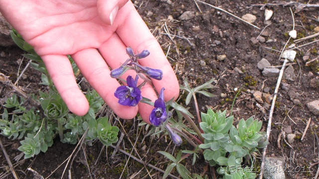 [DaintyLarkspur%255B9%255D.jpg]