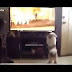 Funny Cats And Dogs Watching TV Compilation 2014 [NEW]