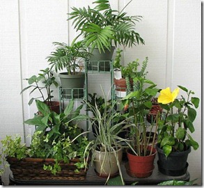 indoor-gardening-ideas