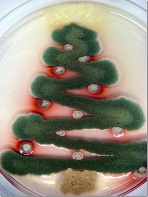 fungal-christmas-tree