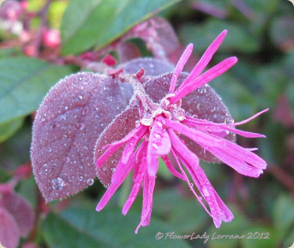07-06-fringe-flower