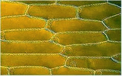 plant cell wall