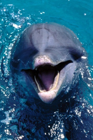Dolphin-f