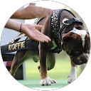 Image Google de Cerbere Bulldogge