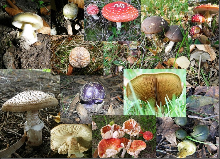 nirvana fungi