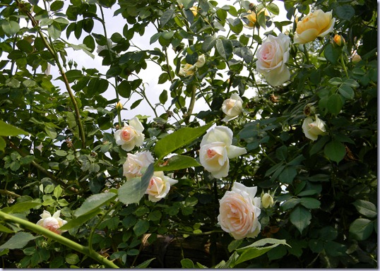 DSCN5722 DSCN5722