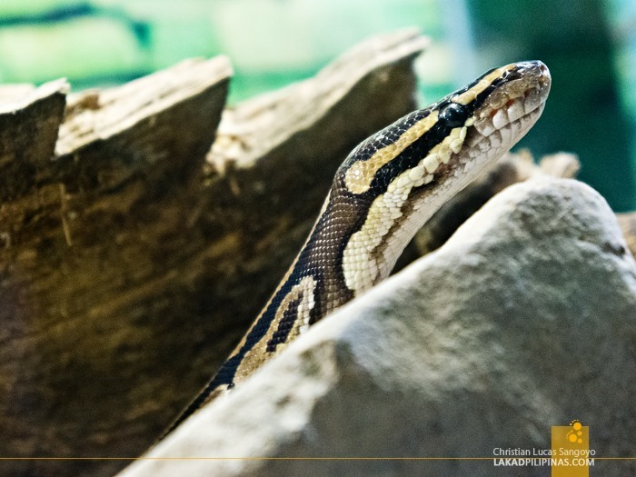 Slithering Snake at Subic's Zoobic Safari