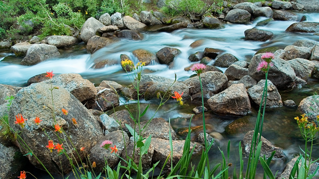[river-and-flowers-nevada%255B7%255D.png]