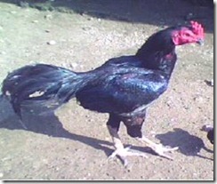 Ayam Aduan yang Laku Dijual Belikan dengan Harga Termahal ...
