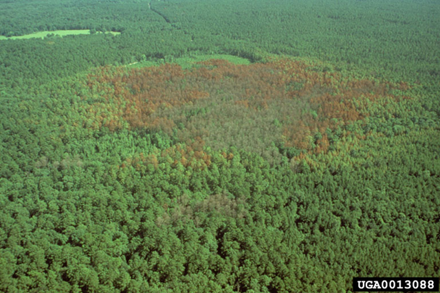 Large, expanding southern pine beetle infestation, 1993, in the Upland Island Wilderness Area, Angelina National Forest, Texas, United States. Ronald F. Billings / Texas Forest Service