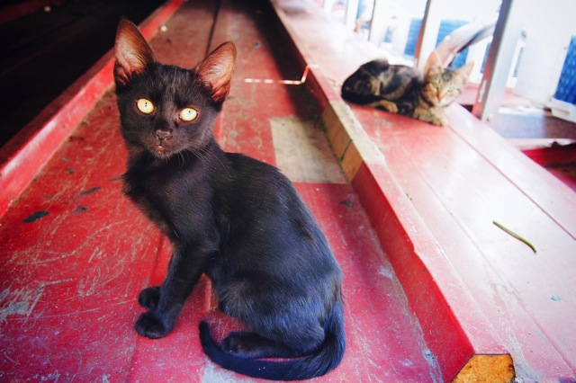 stray cats.jpg stray cats