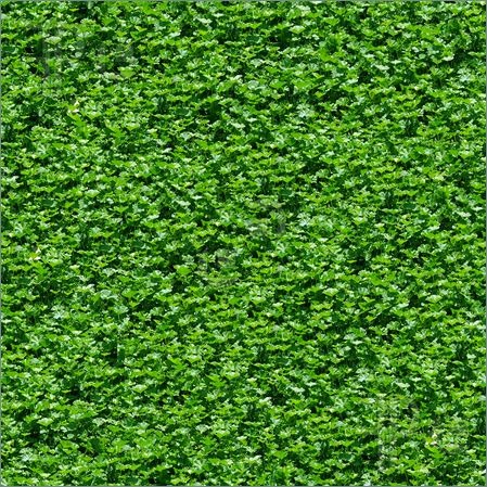 [Seamless-Green-Grass-Pattern-1650704%255B3%255D.jpg]