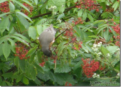 Robin eating Elderberries