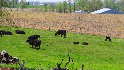 cows at pasture landscape mode