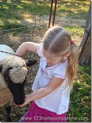 Meeting the sheep on a historic 1930s dairy farm Meeting the sheep on a historic 1930s dairy farm