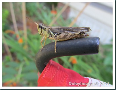 grasshopper-flag0711 (2)