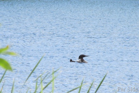 Loon and two babies
