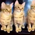 Funny Cats - Funny Dogs - Funny Animals | Funny Videos