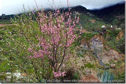 7531 La Goleta-Tejeda(Almendro en Flor) 7531 La Goleta-Tejeda(Almendro en Flor)