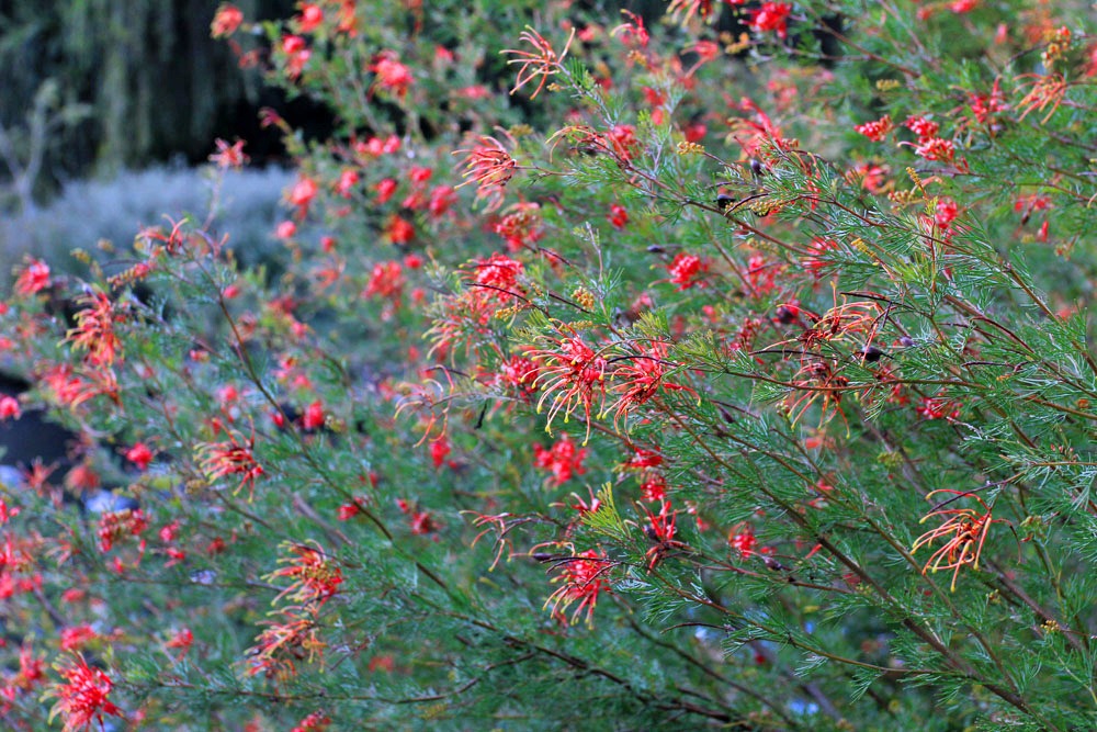 [130119_UCDA_AustralianCollection_Grevillea-thelemanniana_03%255B16%255D.jpg]