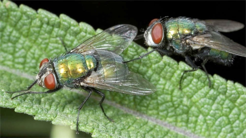 [home%2520remedies%2520for%2520flies_2%255B5%255D.jpg]