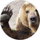 Image Google de Lours Fou