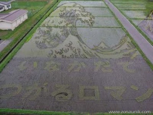 Padi fields in Japan 4