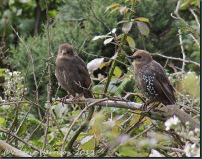 4-Young-Starlings