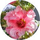 Image Google de Laurence Tallour