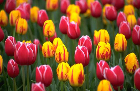 http://lh6.ggpht.com/-KIIIArihRS8/TW4qe1IgUhI/AAAAAAAAdKs/dHl0yvmRxVQ/tulip-garden.jpg