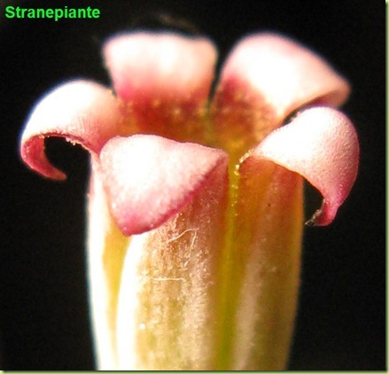 Adromischus marianae little spheroides fiore