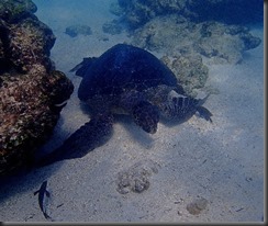 Underwater turtle 2