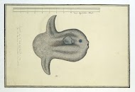 Mola mola (Ocean sunfish)