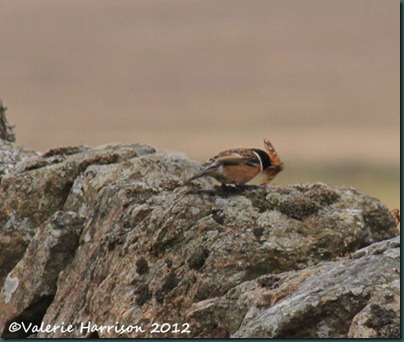 44-stonechat-and-emperor