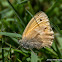 Small Heath  Butterfly