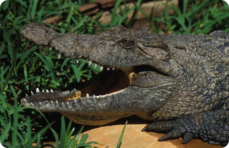 Crocodylus novaeguineae5