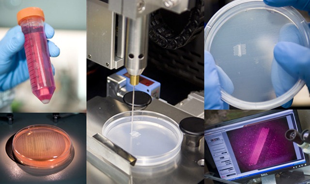 Impressora 3D imprime tecidos humanos | Biomedicina Padrão