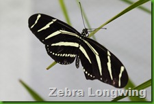 Zebra longwing blog
