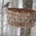 basket bird