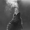 Wolf Grey Avatar