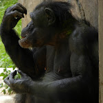 chimpanzee.JPG