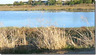 view of birds, reeds