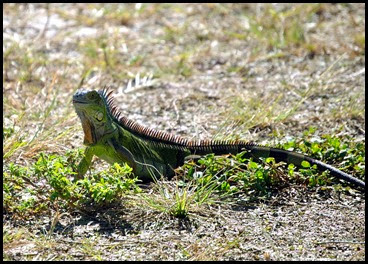 17c - iguana - little green one