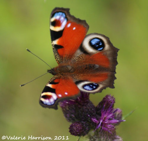 [23-peacock-butterfly%255B2%255D.jpg]